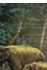 Indian Wildlife