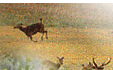 wildlife destinations India
