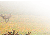 Wildlife India